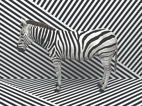 Invisible-zebrah